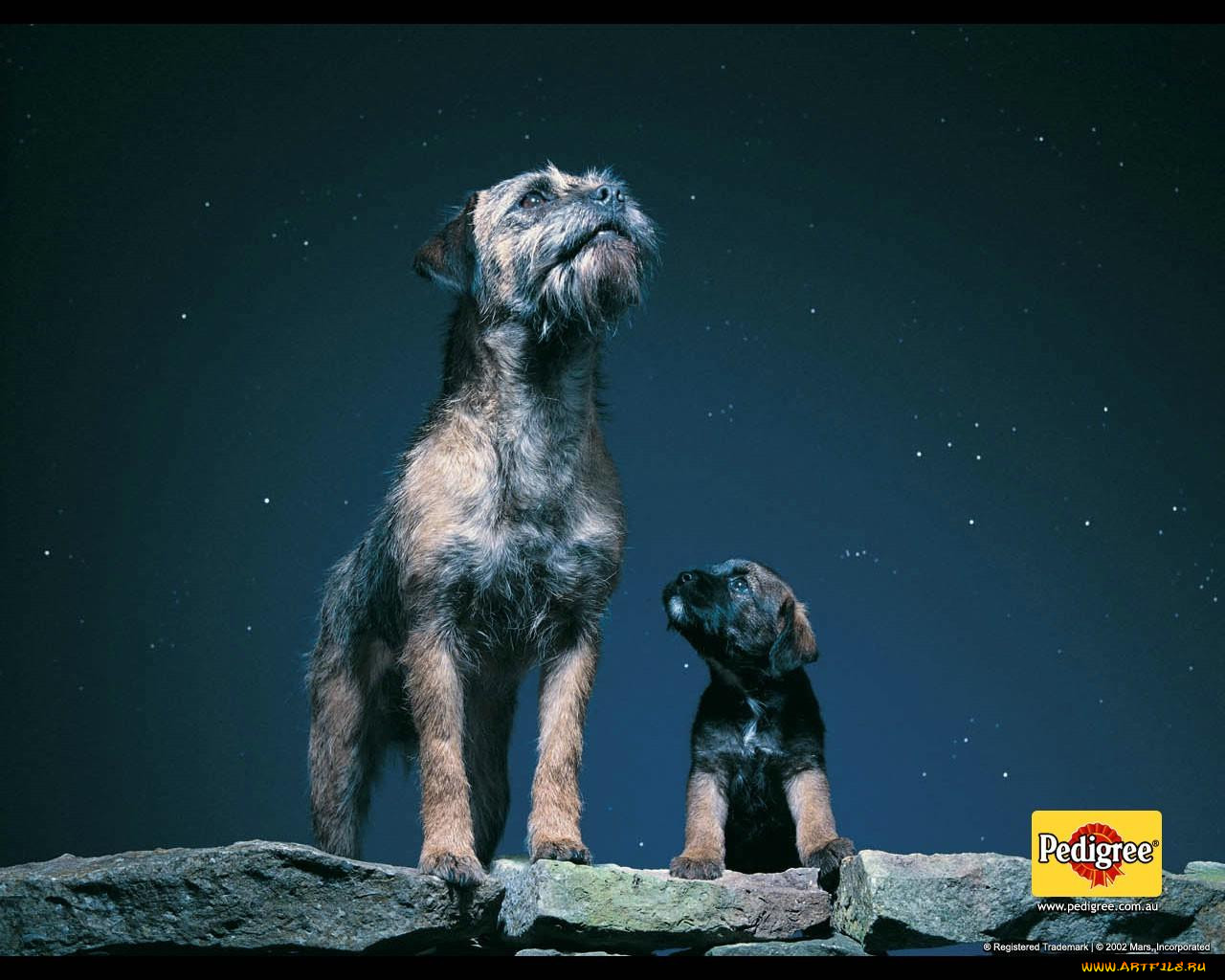 , pedigree